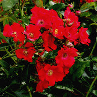 Rose Rosa 'Weg der Sinne'® Rot - Winterhart - Gartenpflanzen