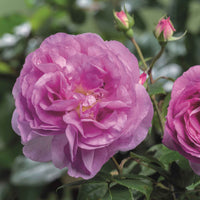 Rose Rosa 'Saphir'®  Lila - Winterhart - Pflanzensorten