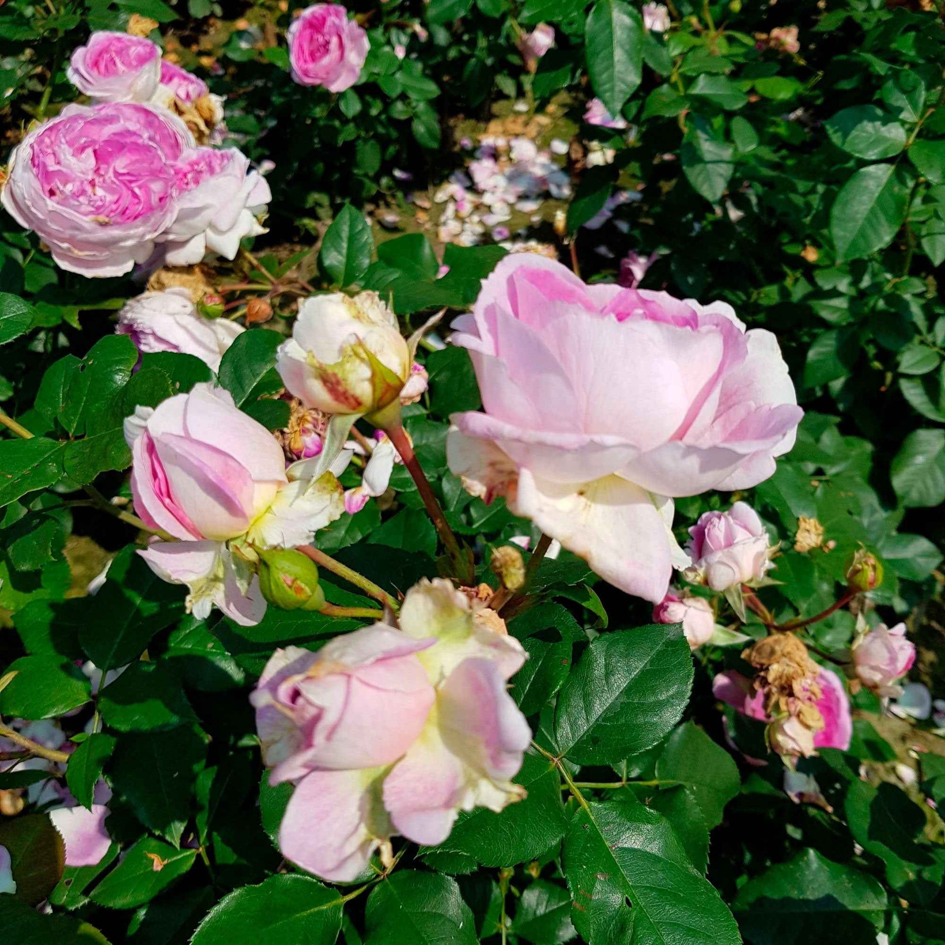 Rose Rosa 'Saphir'®  Lila - Winterhart - Gartenpflanzen