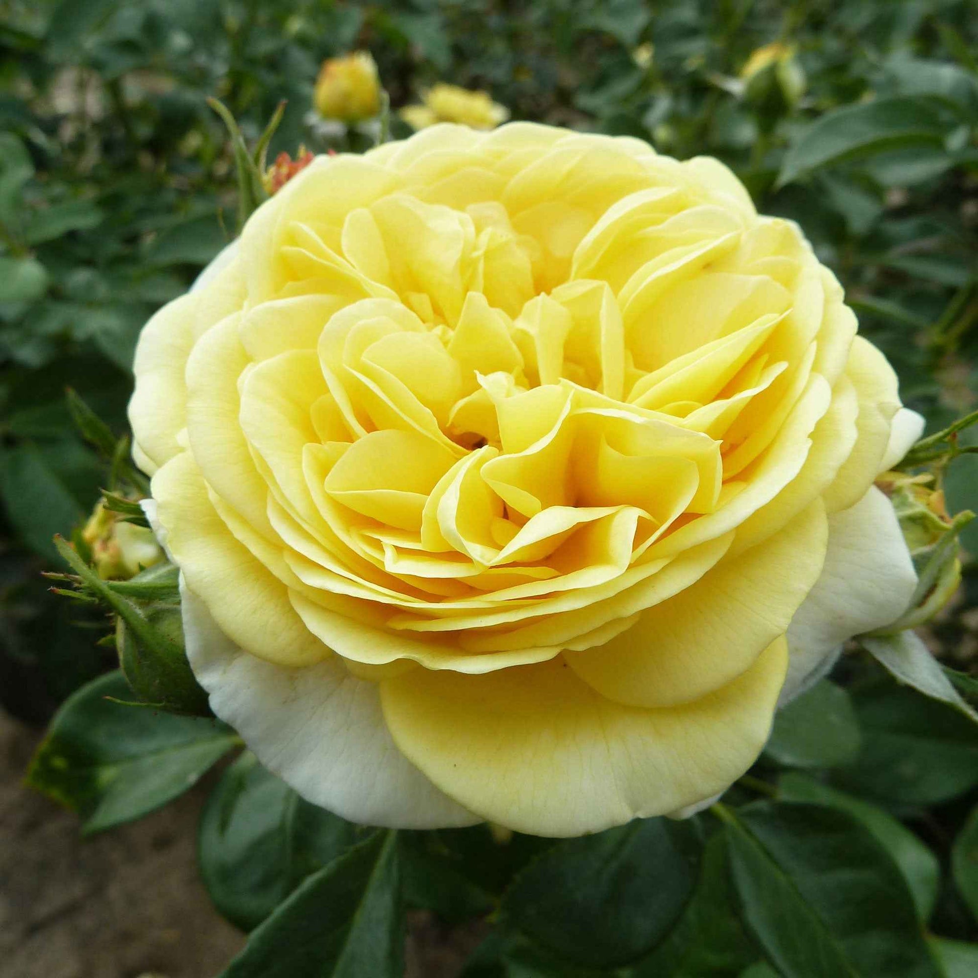 Büschelrose Rosa 'Inka' gelb - Winterhart - Gartenpflanzen