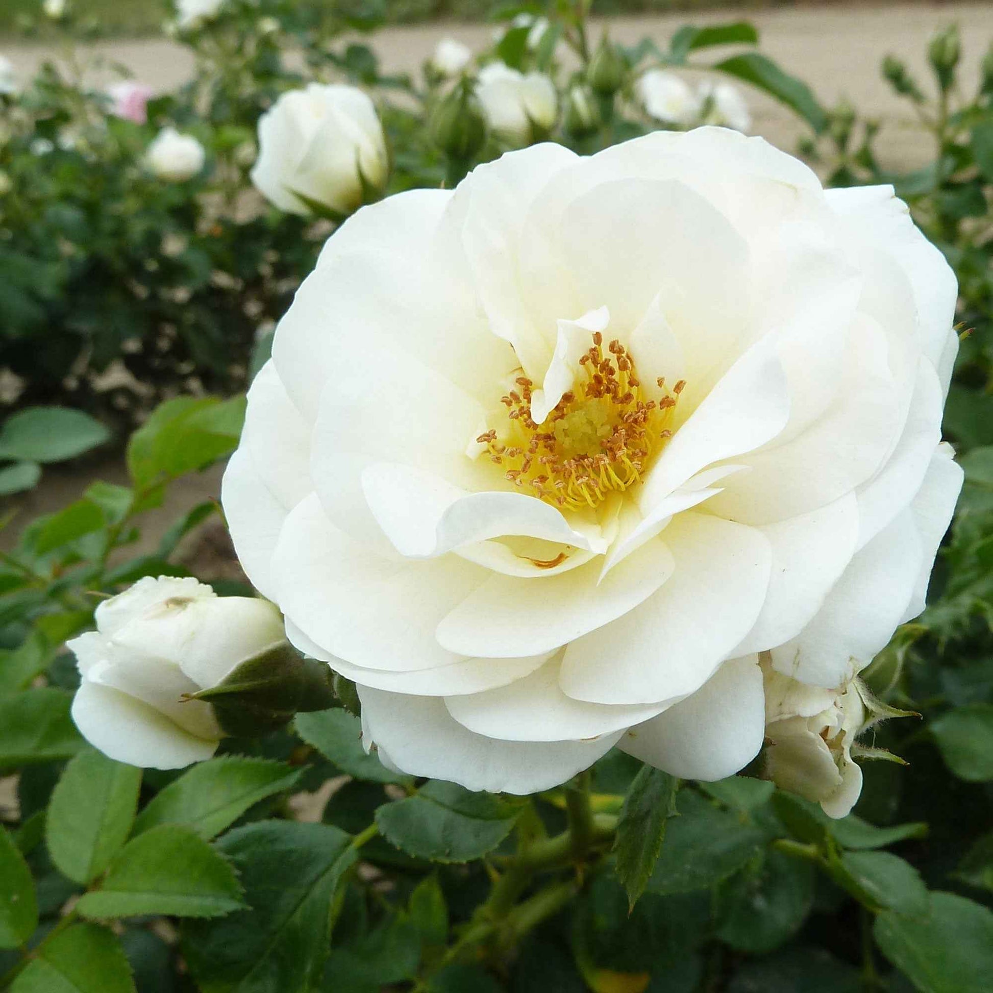 Rose Rosa 'Sirius'®  Creme-Rosa - Winterhart - Pflanzensorten