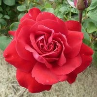 Rosa 'Störtebeker'®  Großblütige Rose Rot - Winterhart - Pflanzeneigenschaften