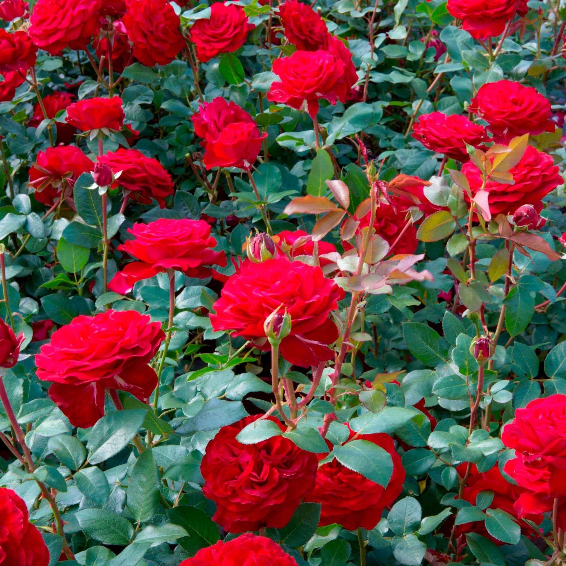 Rosa 'Störtebeker'®  Großblütige Rose Rot - Winterhart - Gartenpflanzen