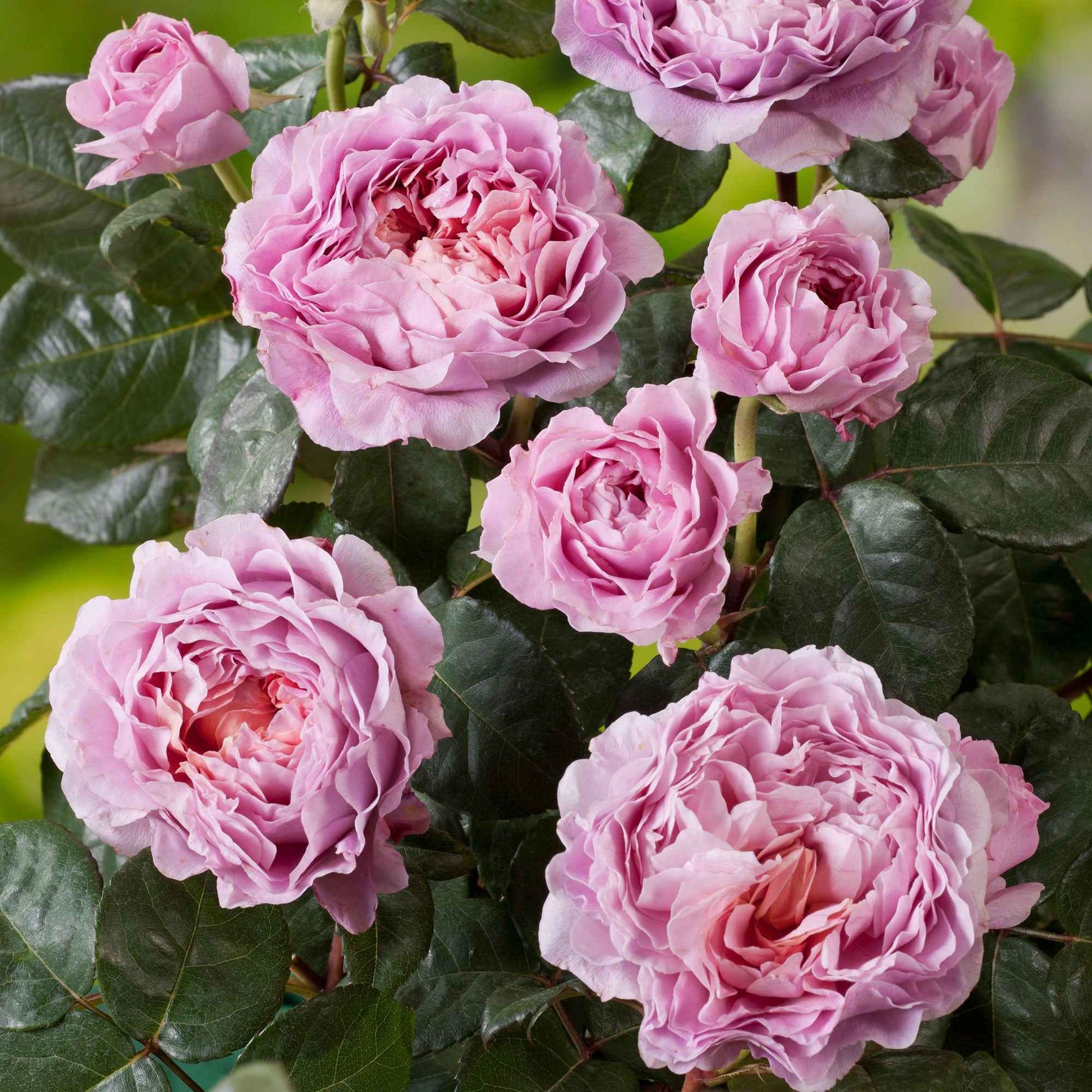 Großblütige Rose Rosa 'Eisvogel'®  Rosa - Winterhart - Großblumige Rosen