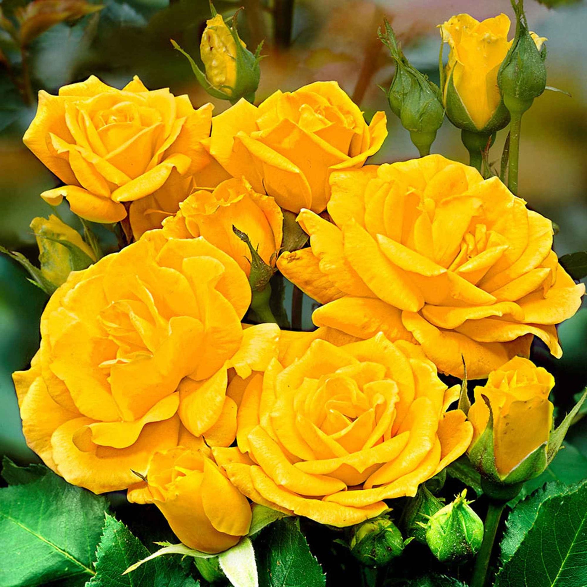 Stammrose Rosa 'Friesia'®  Gelb - Winterhart - Pflanzeneigenschaften