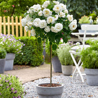 Stammrose Rosa 'Kristal'® Weiß - Winterhart - Gartenpflanzen