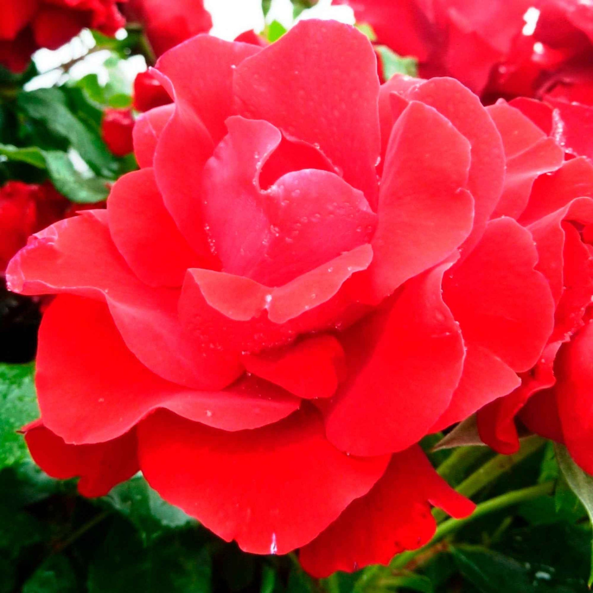 Stammrose Rosa 'Happy Wanderer'® Rot - Winterhart - Pflanzensorten