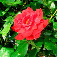 Stammrose Rosa 'Happy Wanderer'® Rot - Winterhart - Gartenpflanzen