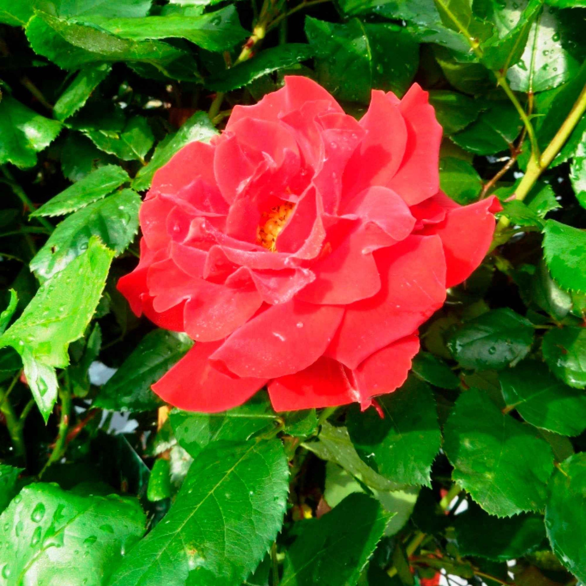 Stammrose Rosa 'Happy Wanderer'® Rot - Winterhart - Pflanzeneigenschaften