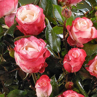 Stammrose Rosa 'Nostalgie'®  Mehrfarbig - Winterhart - Pflanzenarten