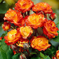 Kletterrose Rosa 'Cuba Dance' orange - Winterhart - Gartenpflanzen