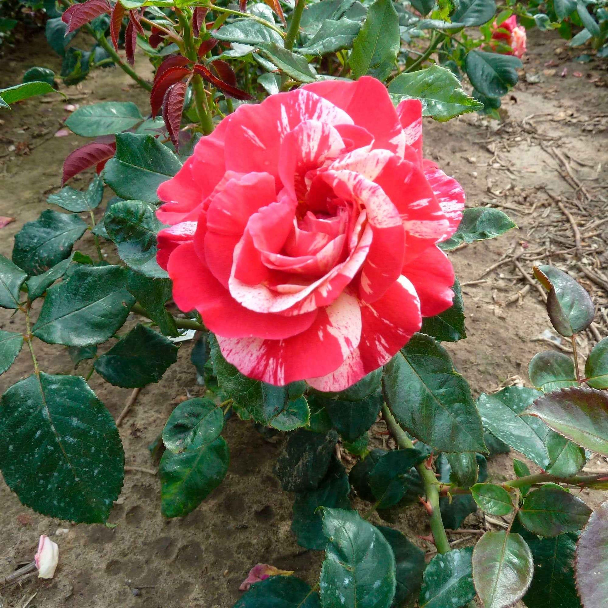 Großblütige Rose Rosa 'Broceliande'® Rot-Gelb - Winterhart - Bienen- und schmetterlingsfreundliche Pflanzen
