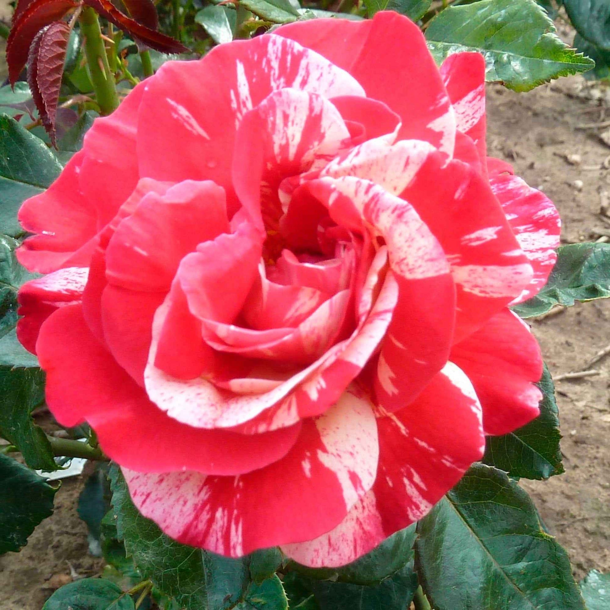 Großblütige Rose Rosa 'Broceliande'® Rot-Gelb - Winterhart - Großblumige Rosen