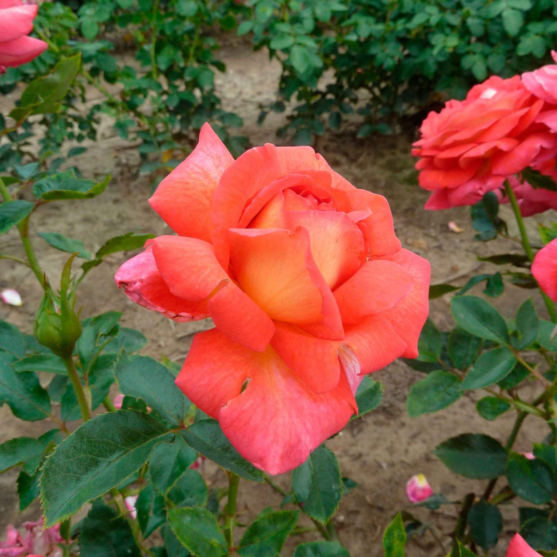 Großblütige Rose Rosa 'Parfum de Grasse'®  Gelb-Rosa - Winterhart - Gartenpflanzen