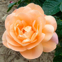 Großblütige Rose Rosa 'Isabelle Autissier'® Rosa-Gelb - Winterhart - Pflanzeneigenschaften
