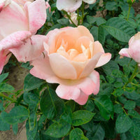 Großblütige Rose Rosa 'Isabelle Autissier'® Rosa-Gelb - Winterhart - Gartenpflanzen