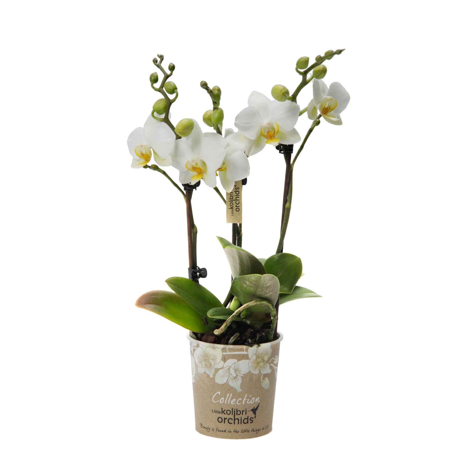 Schmetterlings Orchidee Phalaenopsis 'Lausanne' Weiß - Blühende Zimmerpflanzen
