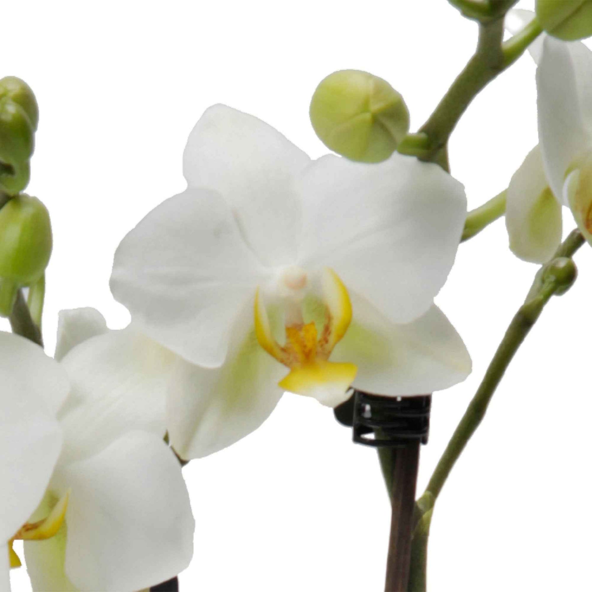 Schmetterlings Orchidee Phalaenopsis 'Lausanne' Weiß - Kleine Zimmerpflanzen