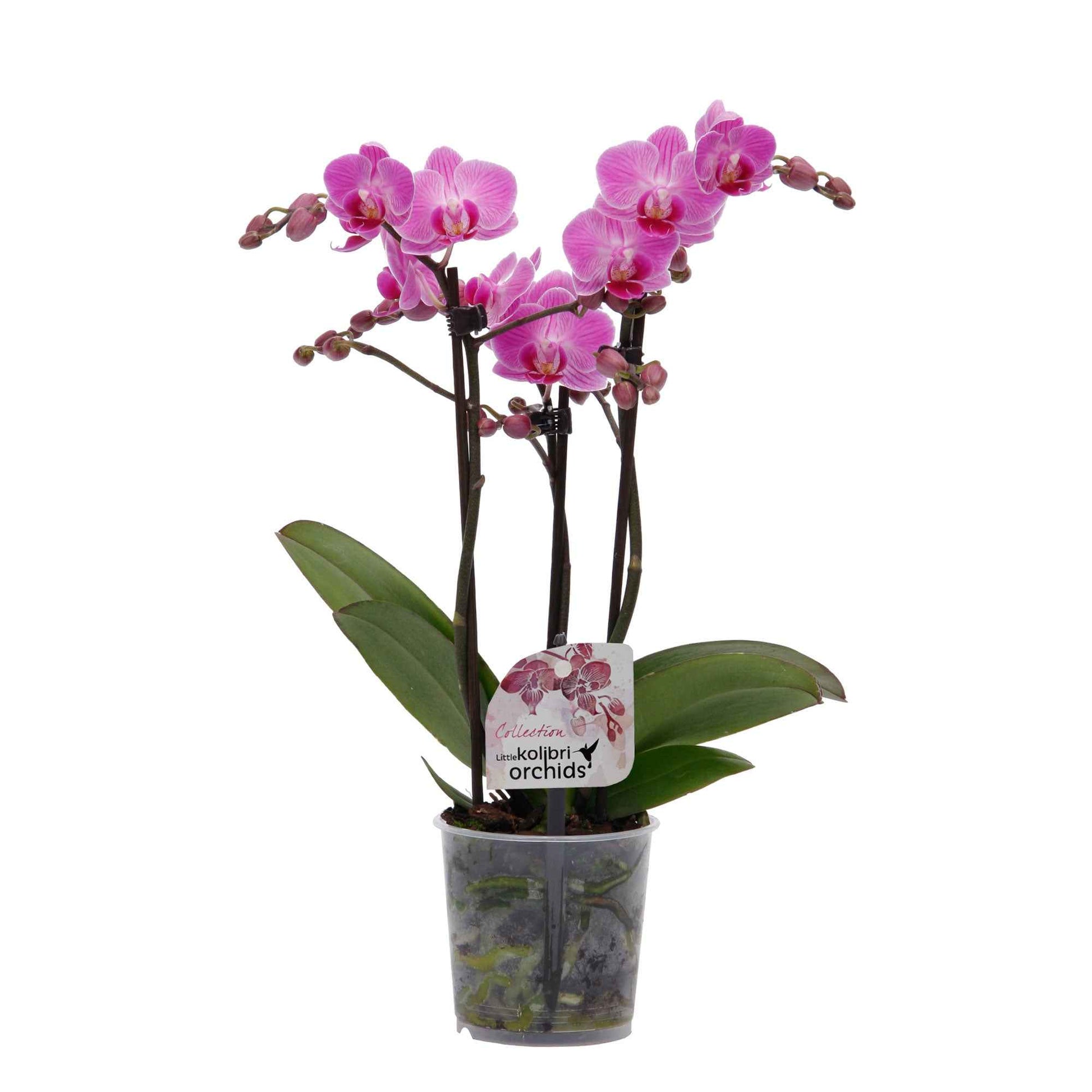 Schmetterlings Orchidee Phalaenopsis 'Vienna' Rosa - Blühende Zimmerpflanzen