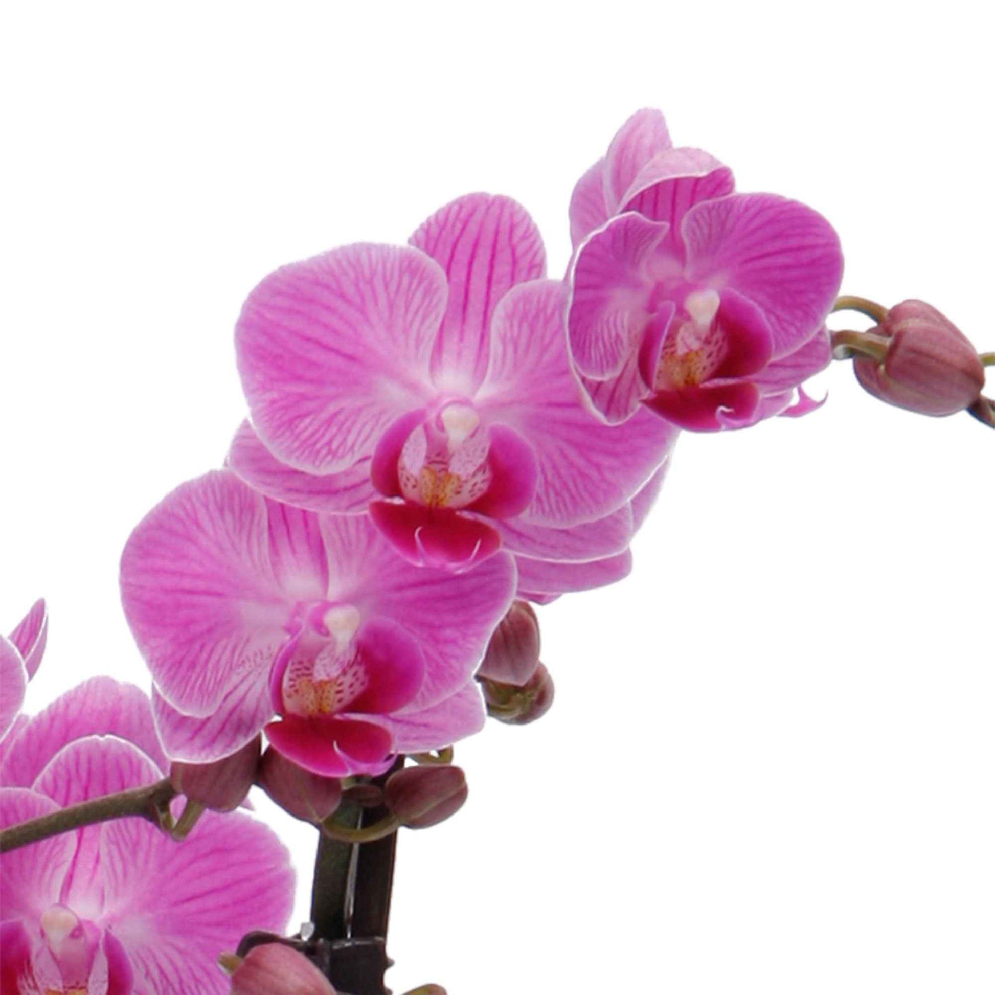 Schmetterlings Orchidee Phalaenopsis 'Vienna' Rosa - Buntes Sortiment