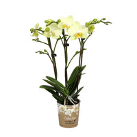 Schmetterlings Orchidee Phalaenopsis 'Cali' Weiß-Gelb - Blühende Zimmerpflanzen