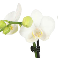 Schmetterlings Orchidee Phalaenopsis 'Amabilis' inkl. Ziertopf, grau - Blühende Zimmerpflanzen im Übertopf