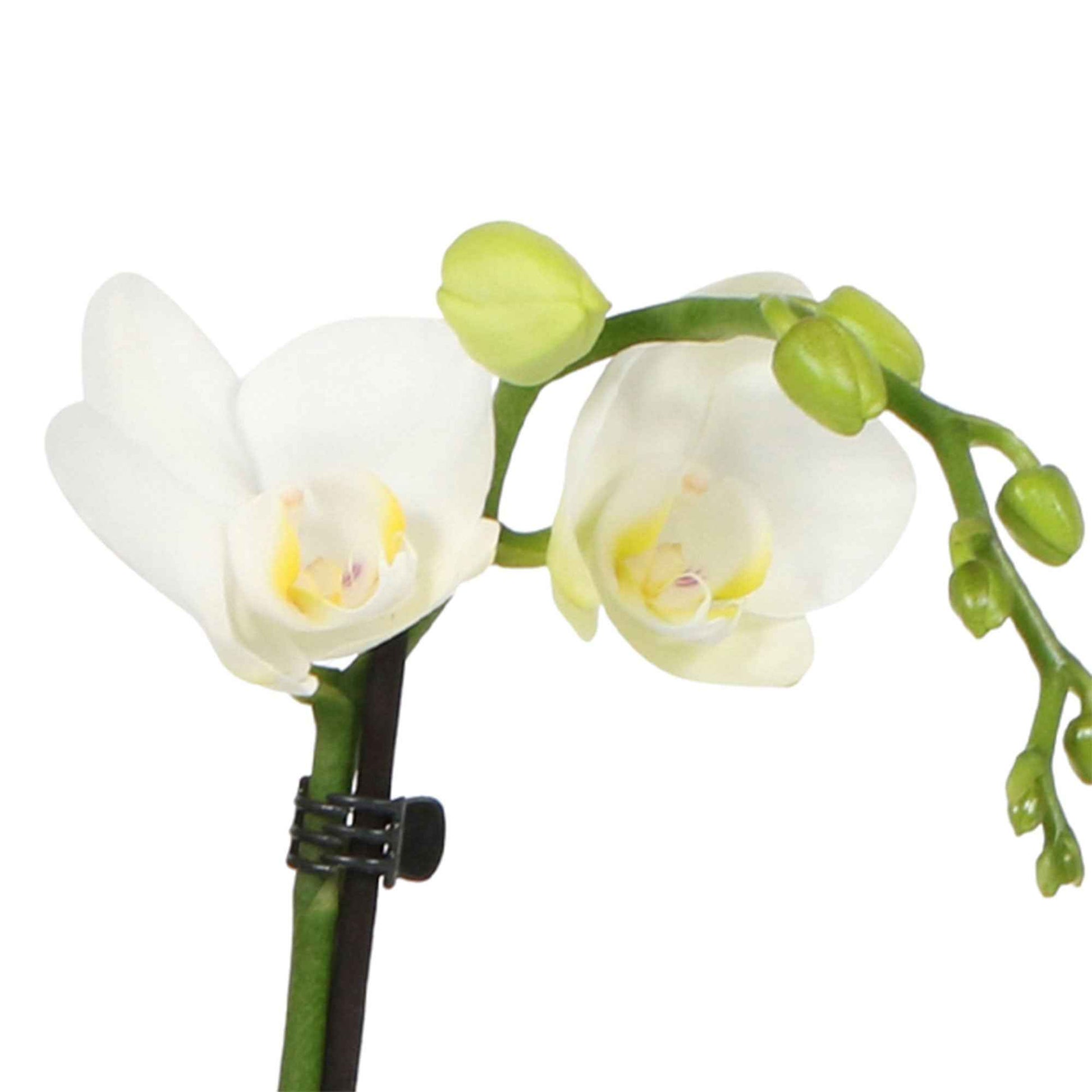 Schmetterlings Orchidee Phalaenopsis 'Amabilis' Weiß inkl. Ziertopf, grün - Kleine Zimmerpflanzen