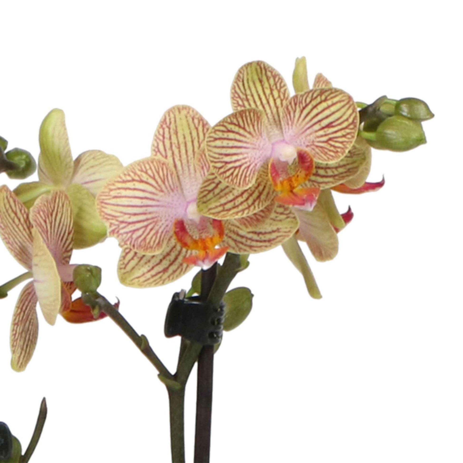 Schmetterlings Orchidee Phalaenopsis 'Trento' Orange inkl. Dekotopf - Kleine Zimmerpflanzen