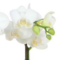 Schmetterlings Orchidee Phalaenopsis 'Amabilis' Weiß inkl. Ziertopf, weiß - Blühende Zimmerpflanzen