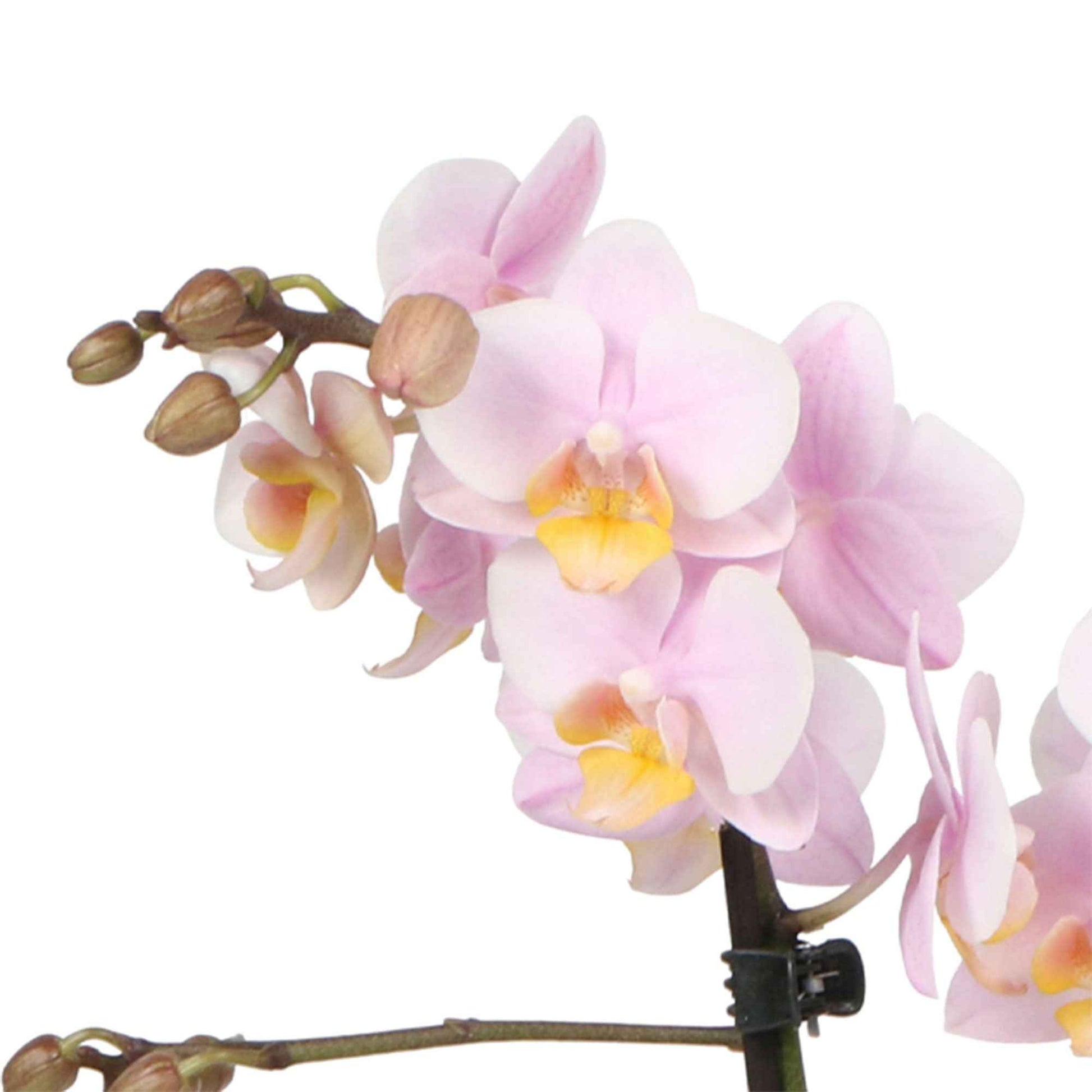 Schmetterlings Orchidee Phalaenopsis 'Andorra' Rosa inkl. Dekotopf - Blühende Zimmerpflanzen