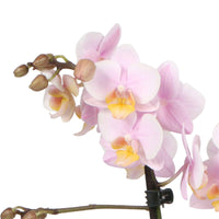 Schmetterlings Orchidee Phalaenopsis 'Andorra' Rosa inkl. Dekotopf - Kleine Zimmerpflanzen