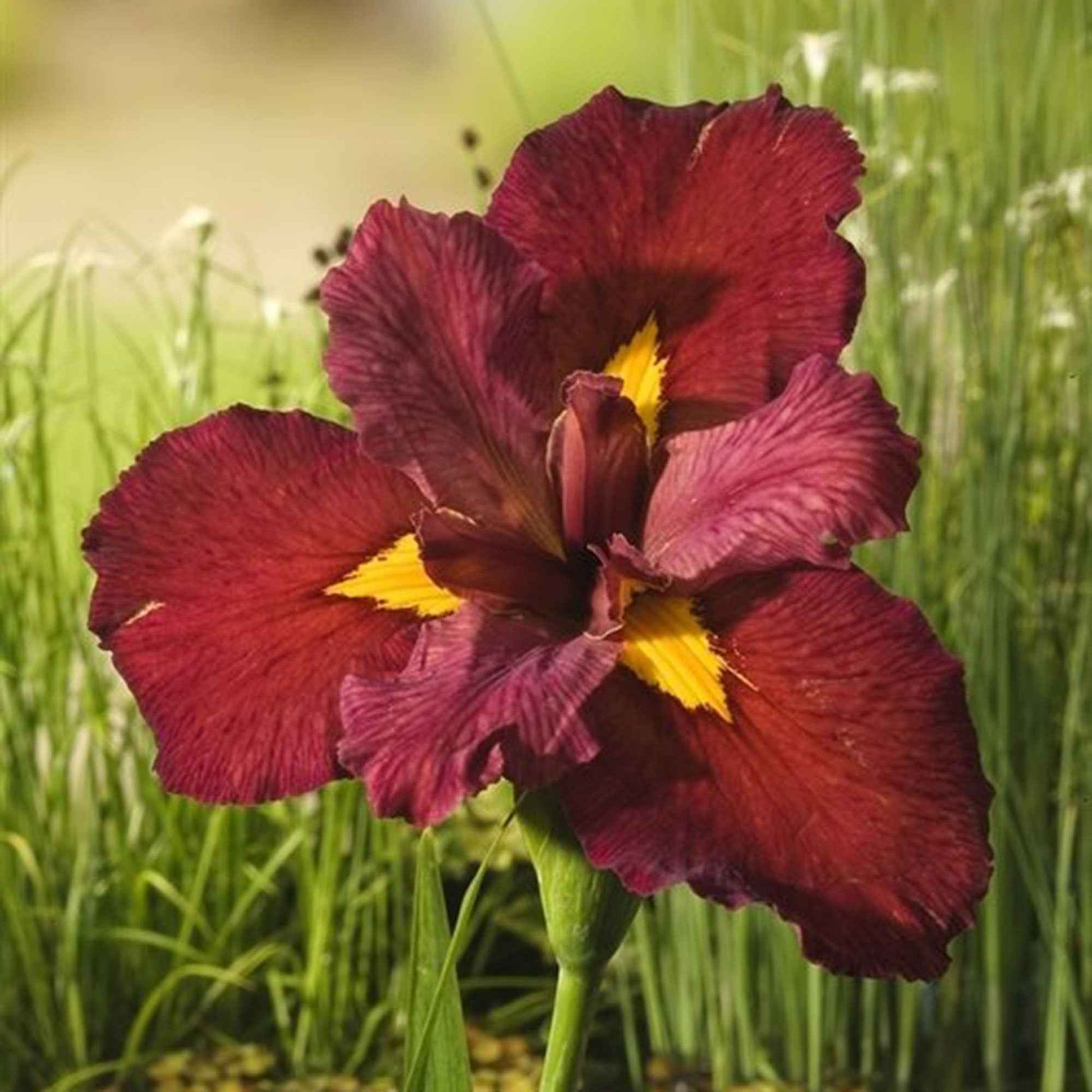 Rote Sumpfschwertlilie Iris 'Ann Chowing' rot - Sumpfpflanze, Uferpflanze - Naturteich