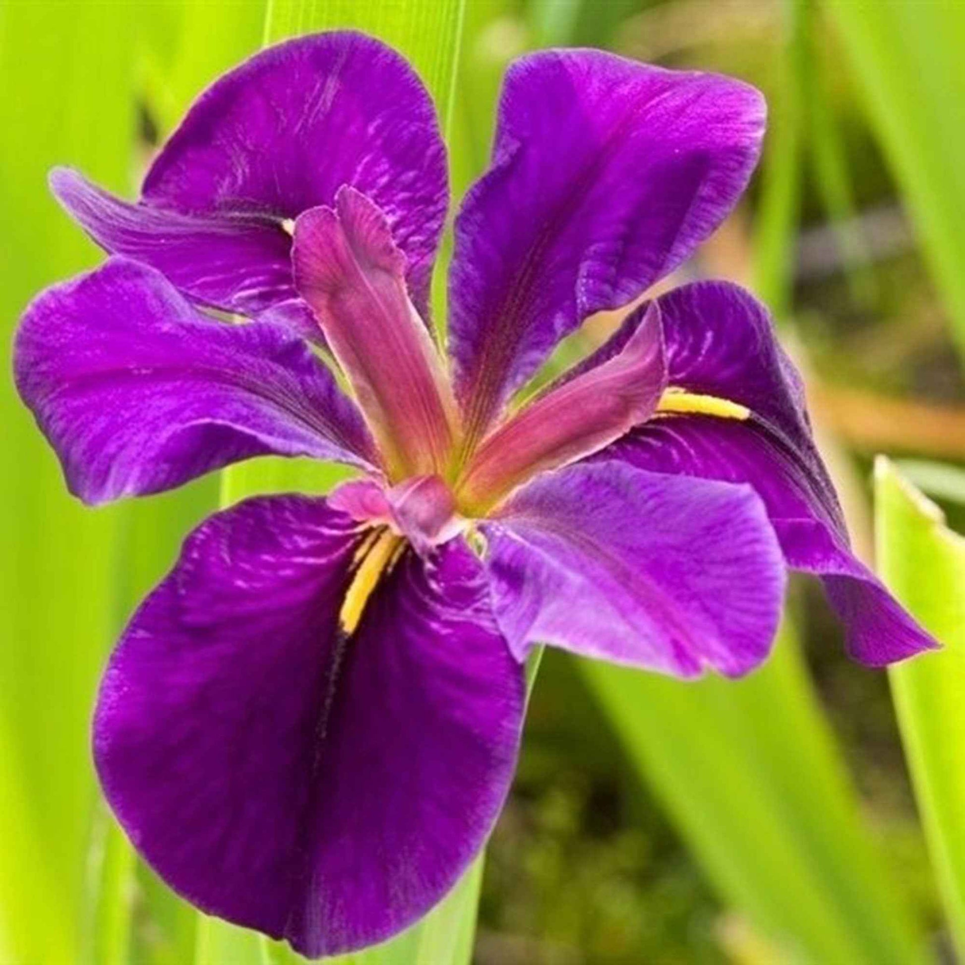 Schwarze Sumpfschwertlilie Iris 'Black Gamecock' lila - Sumpfpflanze, Uferpflanze - Naturteich