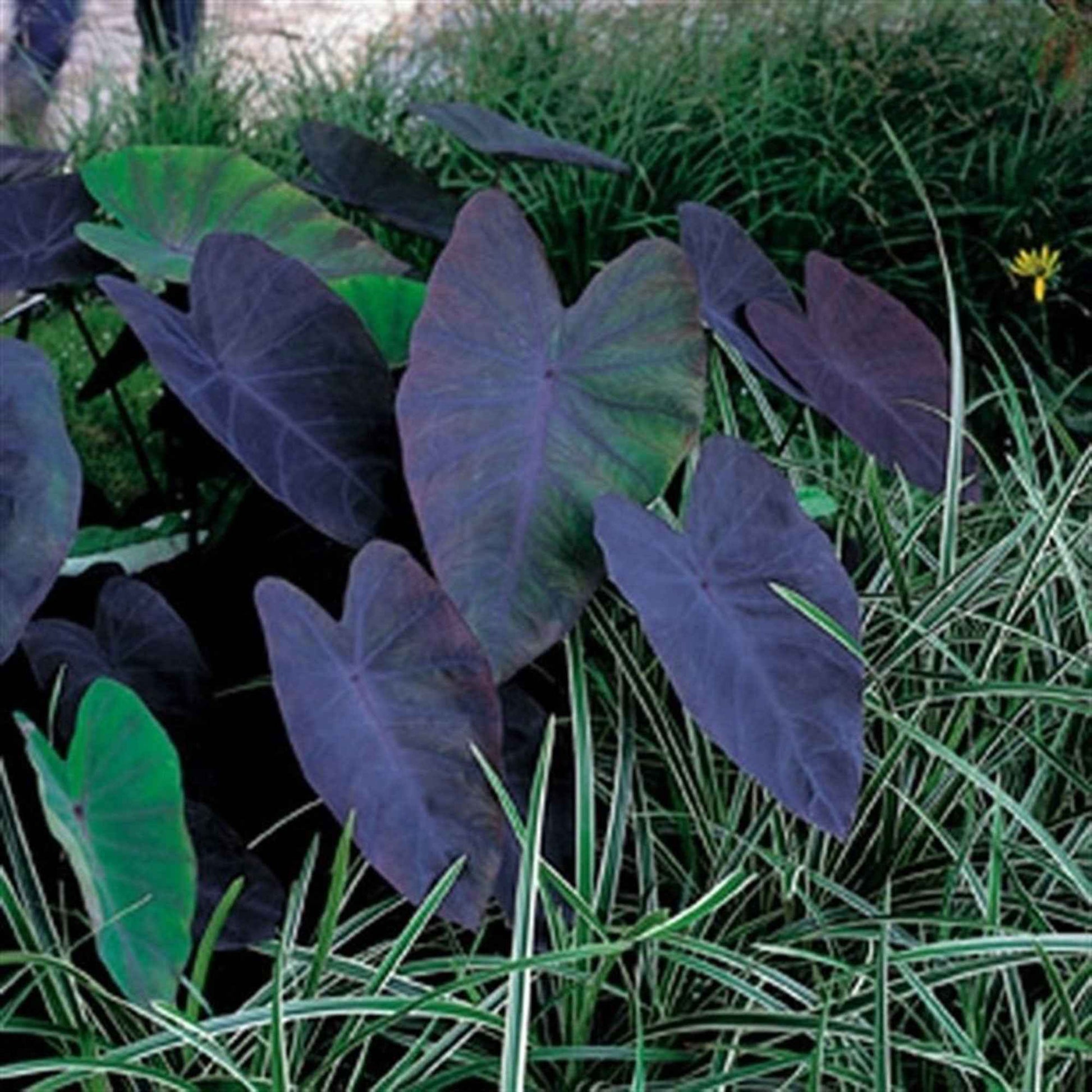 Elefantenohr Colocasia 'Black Magic' lila - Sumpfpflanze, Uferpflanze - Alle Wasserpflanzen