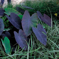 Elefantenohr Colocasia 'Black Magic' lila - Sumpfpflanze, Uferpflanze - Moderner Teich