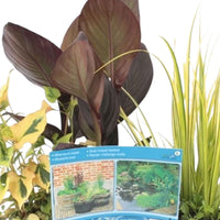 4x Teichpflanzen - Mischung inkl. Teichkorb - Uferpflanze - Einheimischer Teich