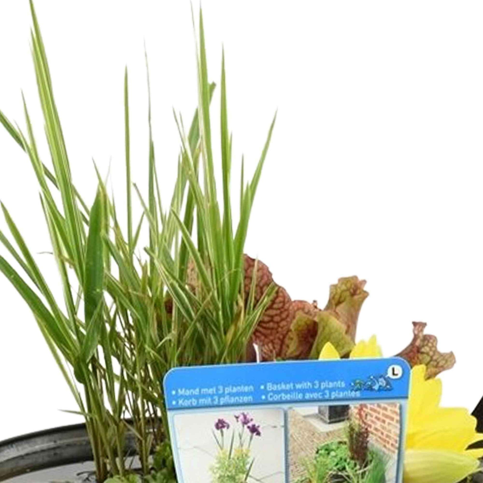 Terrassenteich - Mischung 'Sauberes Zink' anthrazit inkl. 3 Teichpflanzen - Gartenpflanzen im Ziertopf
