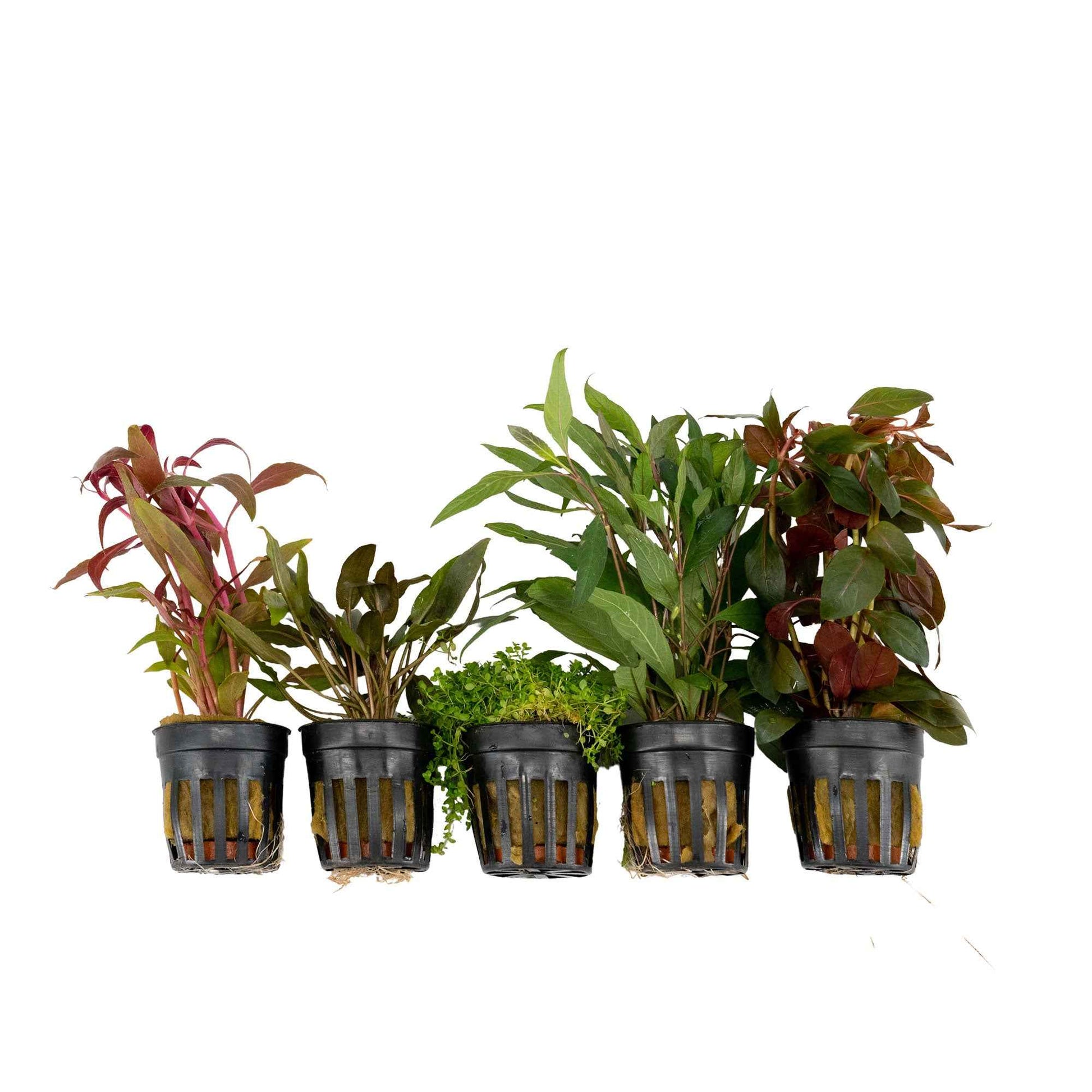 5x Aquariumpflanzen - Mischung  'Attraktivek Aqua‘ - Aquariumpflanzen
