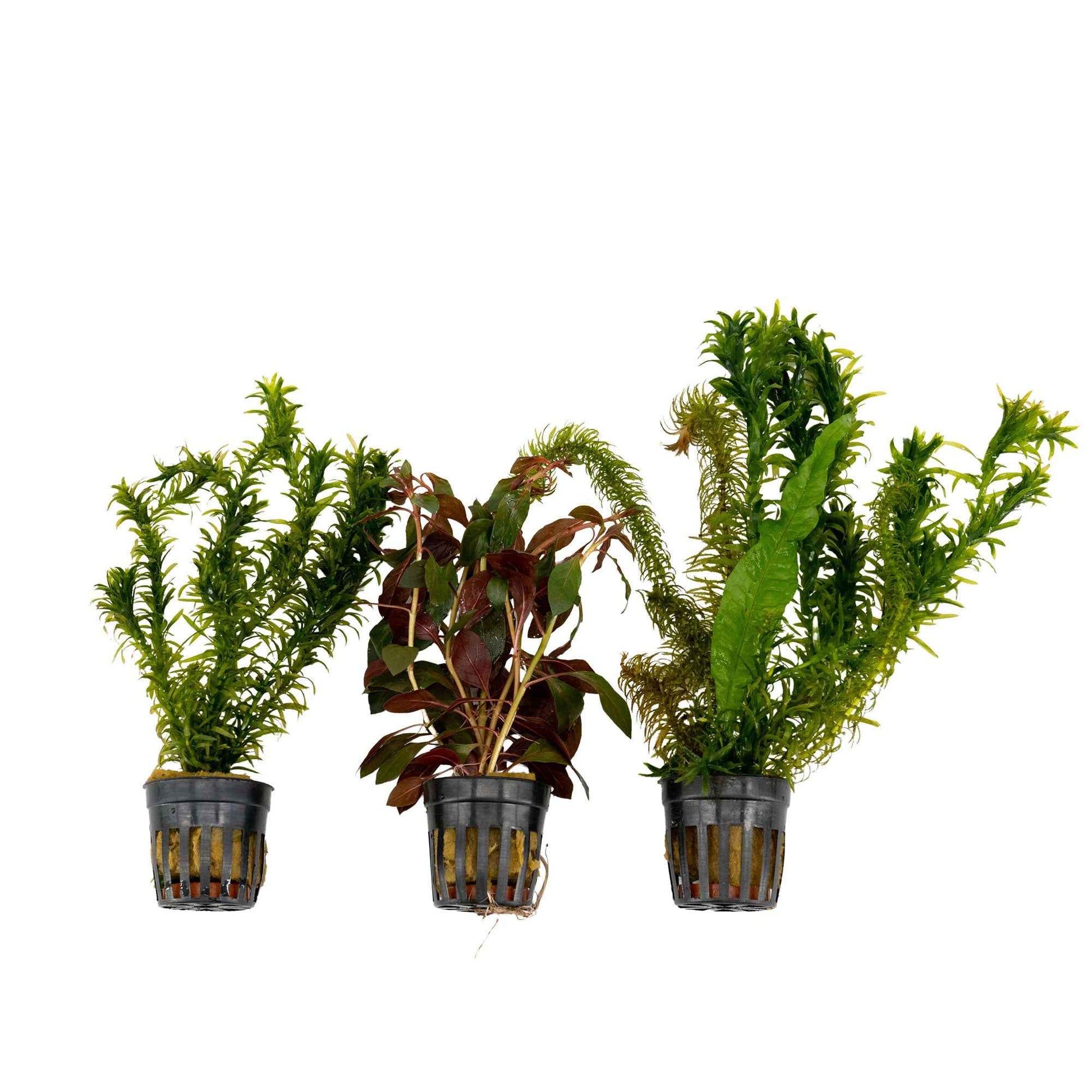 3x Aquariumpflanzen - Mischung 'Kühle Farben' - Aquariumpflanzen