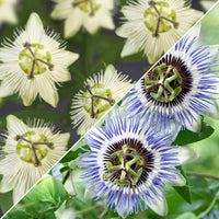 3x Passionsblume Passiflora - Mischung 'Sonnenanbeter' blau-lila-weiβ - Beetpaket mit blühenden Pflanzen