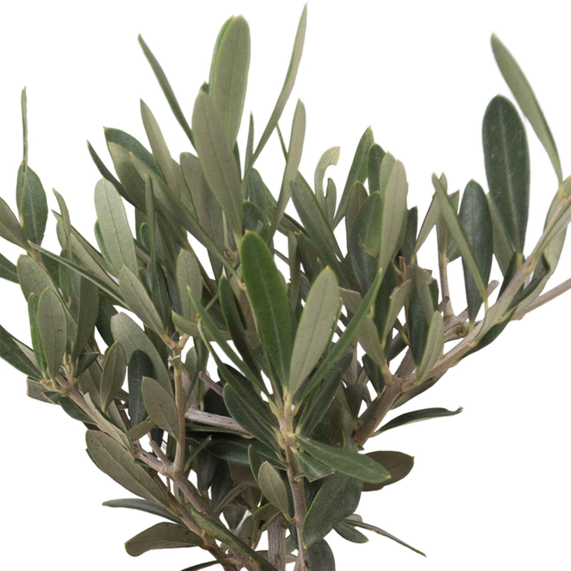 Olivenbaum Olea europaea inkl. Ziertopf aus Stein - Bäume und Hecken