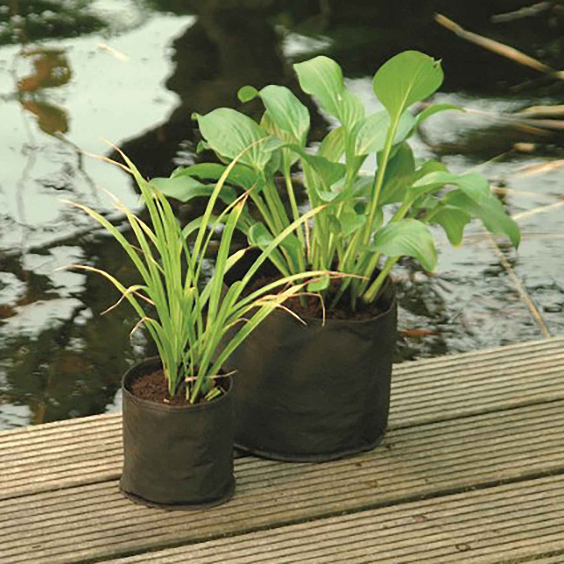 Wasserpflanzensäckchen - Quadrat - Teich Pflege