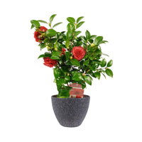Kamelie Camellia japonica 'Black Lace' rot inkl. Ziertopf - Winterhart - Blühende Sträucher