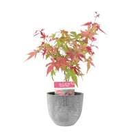 Japanischer Ahorn Acer 'Beni-maiko' rosa-rot inkl. Ziertopf - Winterhart - Gartenpflanzen