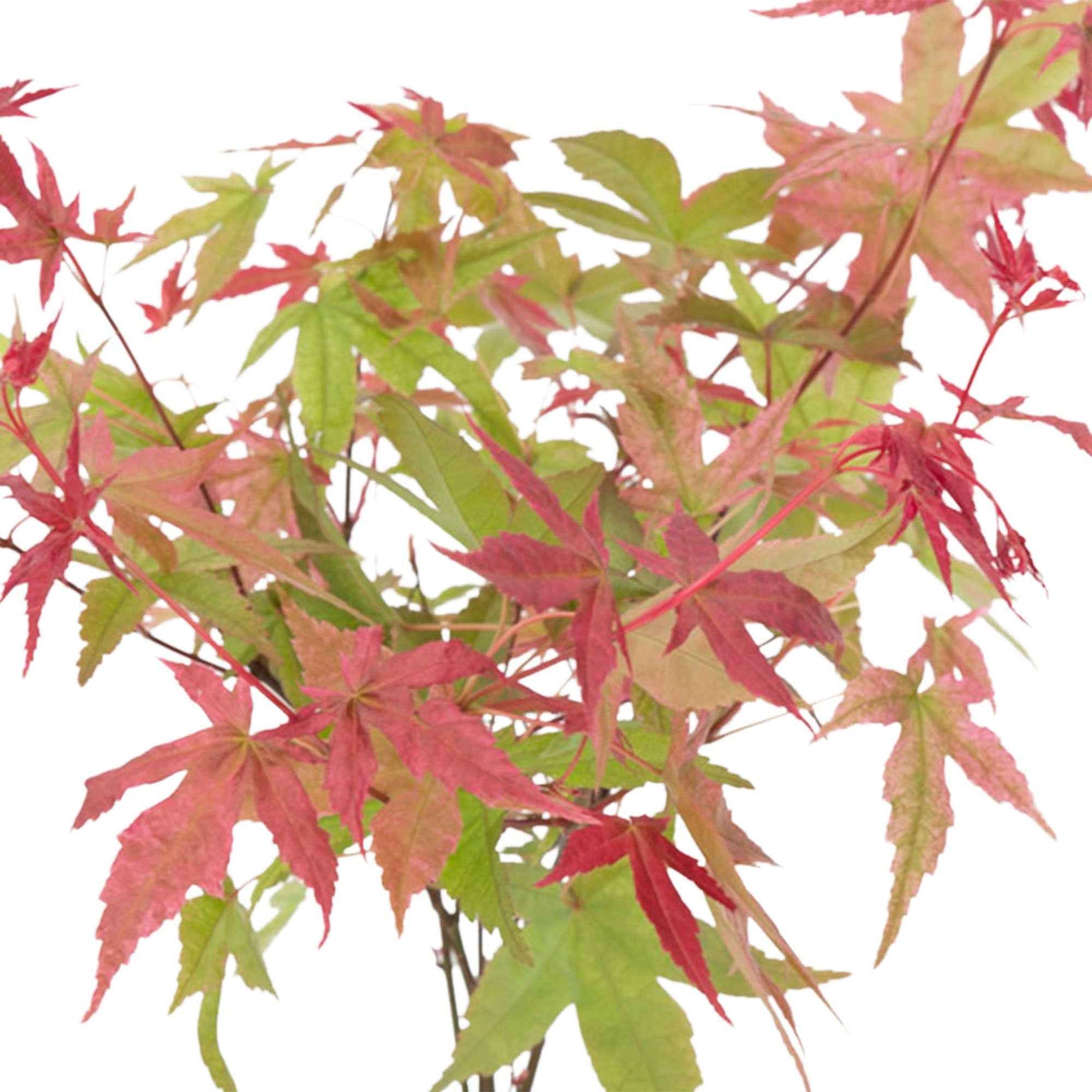 Japanischer Ahorn Acer 'Beni-maiko' rosa-rot inkl. Ziertopf - Winterhart - Gartentrends & Sets