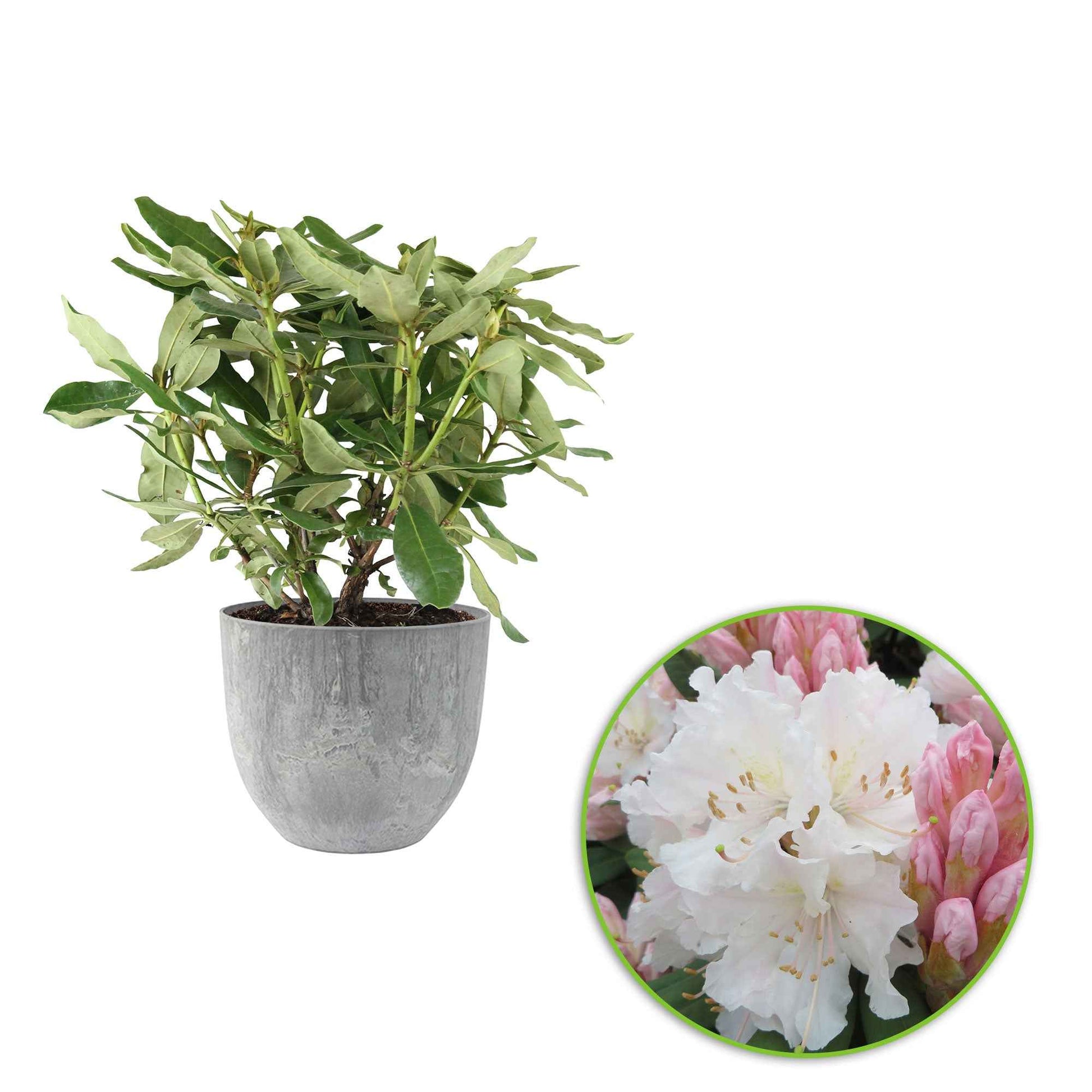 Rhododendron 'Cunningham's White' weiβ inkl. Ziertopf - Winterhart - Blühende Gartenpflanzen