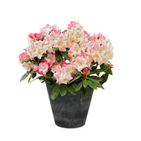 Rhododendron 'Percy Wiseman' inkl. Ziertopf Rosa-Gelb-Weiß - Winterhart - Alle blühenden Gartenpflanzen