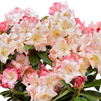 Rhododendron 'Percy Wiseman' inkl. Ziertopf Rosa-Gelb-Weiß - Winterhart - Blühende Gartenpflanzen