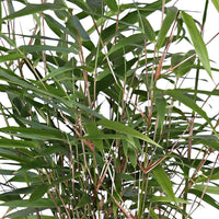 2 Bambus Fargesia rufa inkl. Ziertopf, schwarz - Winterhart - Bambus