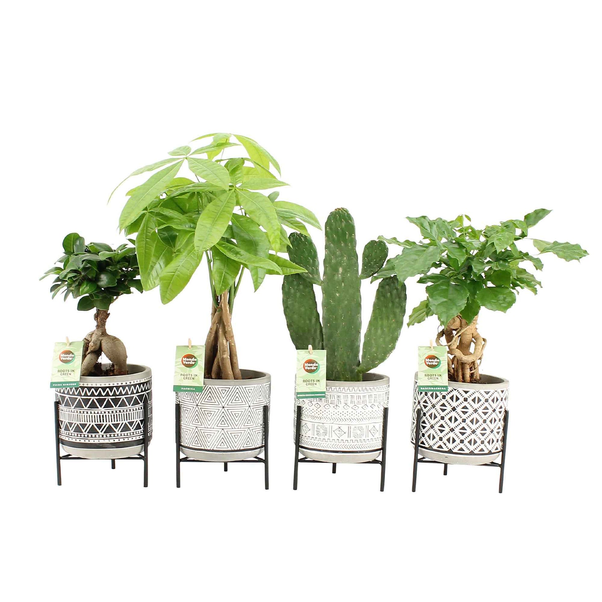 4x Asiatische Zimmerpflanzen - Mischung 'Green paradise' inkl. Ziertöpfe - Beliebte grüne Zimmerpflanzen
